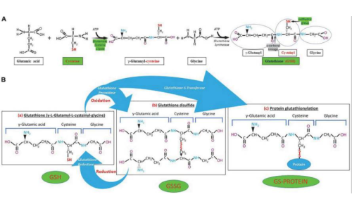 谷胱甘肽在炎症中的作用