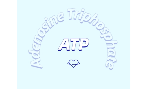 ATP在体育锻炼中有什么作用？